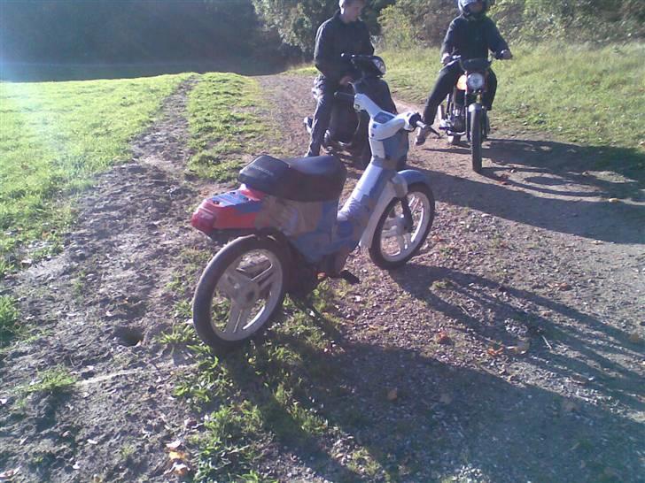 Honda wallaroo (solgt) billede 7