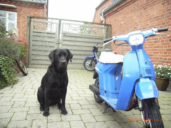 Honda melody ( madame blue) -  det er bare for at se hvor lille den er... min hund er er stor labrador billede 2