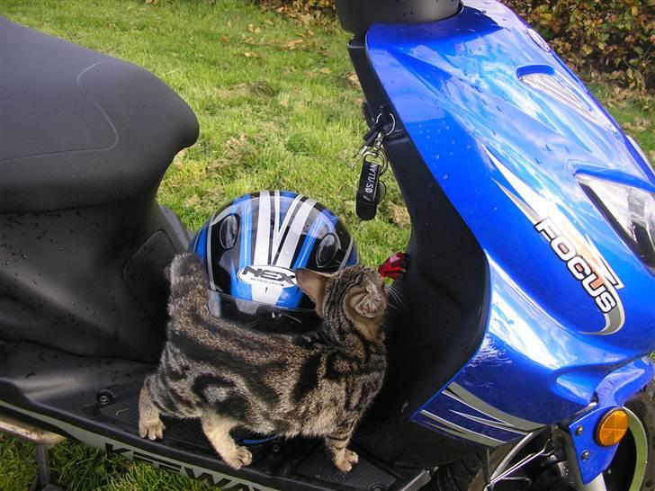 Keeway Focus billede 10