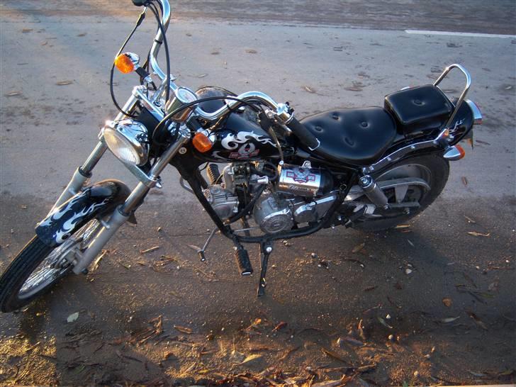 Regal reptor billede 1