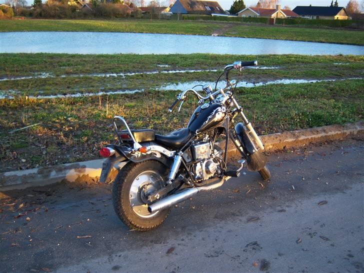 Regal reptor billede 2