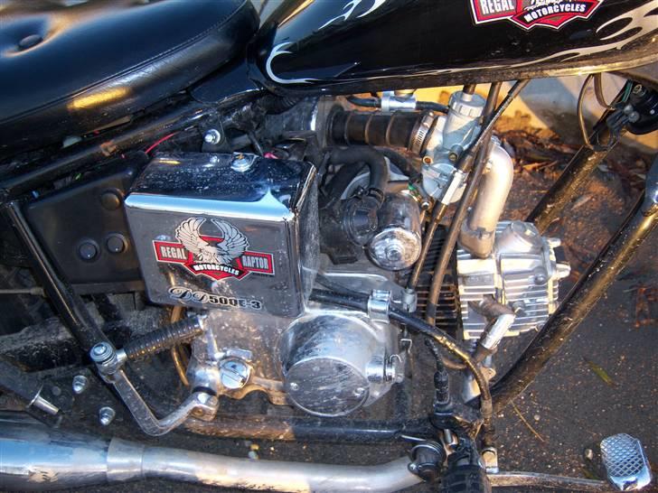 Regal reptor billede 3