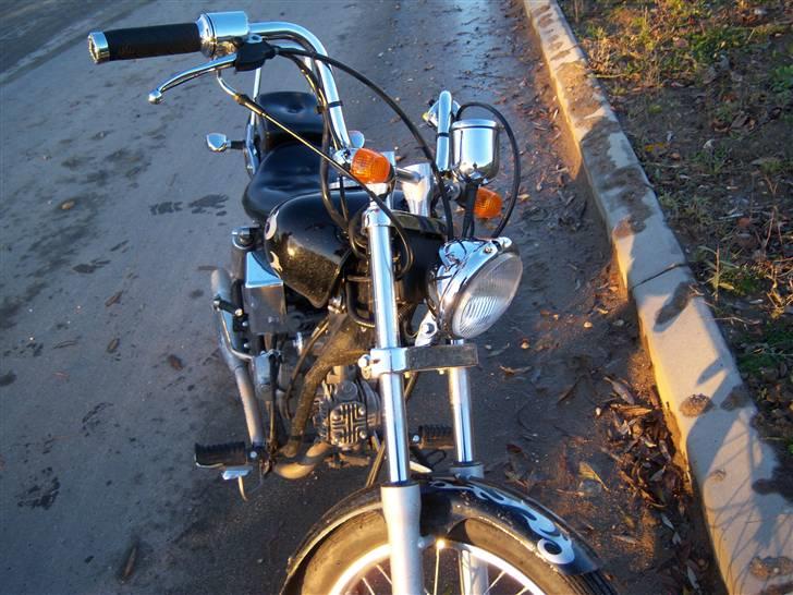 Regal reptor billede 4