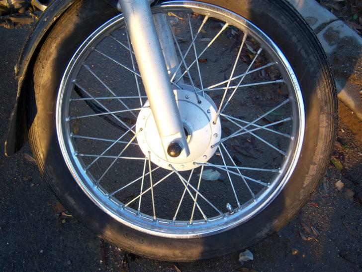 Regal reptor billede 5