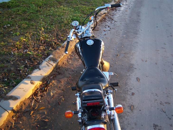 Regal reptor billede 8