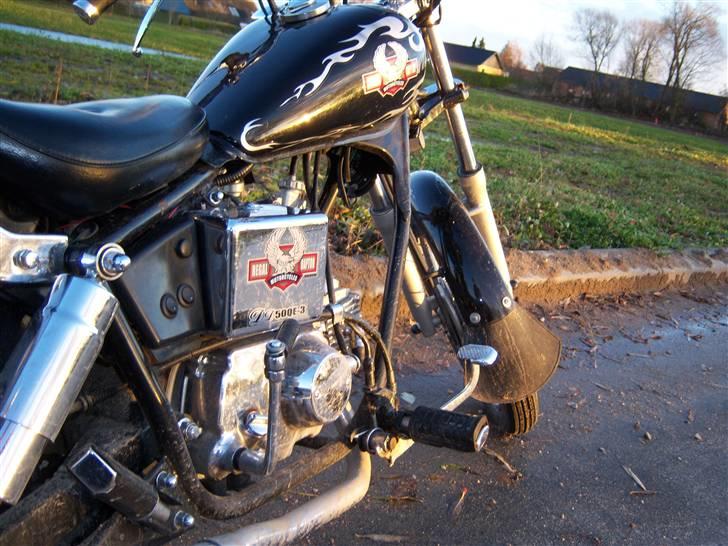 Regal reptor billede 10