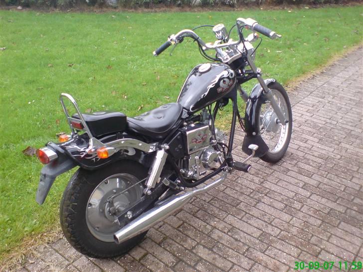 Regal reptor billede 11