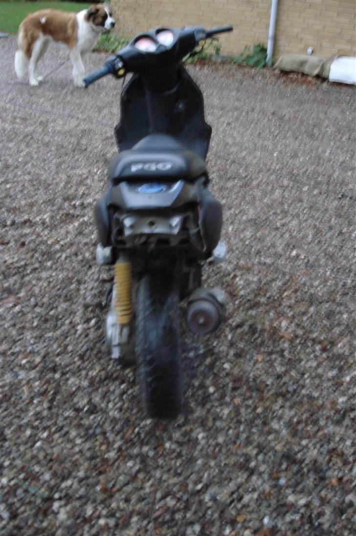 PGO Pmx SOLGT - vores lille hund billede 7