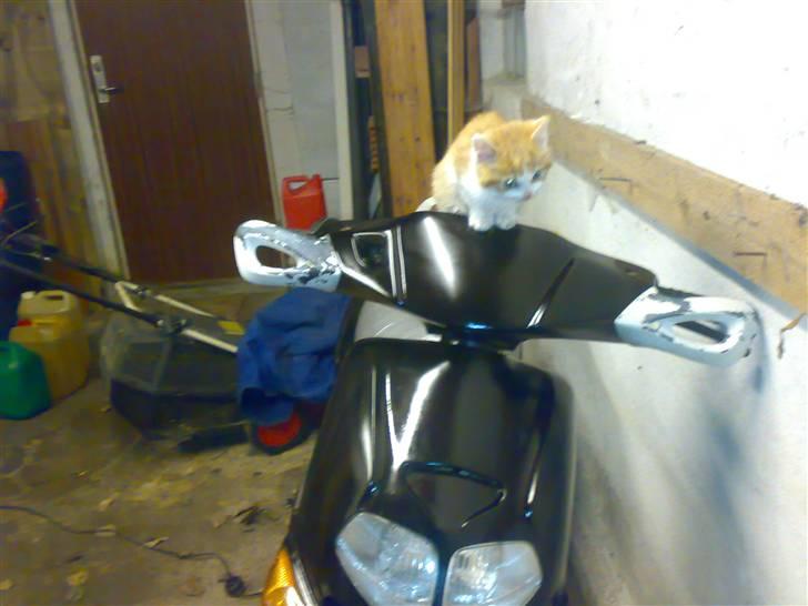 Aprilia rally solgt - nu (sød kat ikk hehe) billede 3