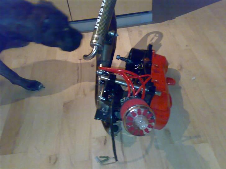 Aprilia Sonic <byttet til 110cc> - Næsten færdig lavet motor. Og min nysgerrige hund billede 10