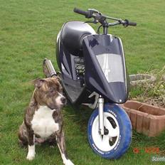 Yamaha jog Polini evo