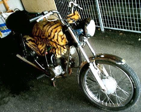 Suzuki K50 - Now the airfilter is styled with some tigerskin billede 2