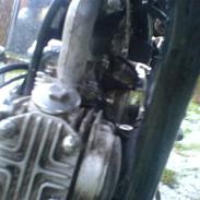 Regal raptor >>>solgt<<<