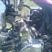 Regal raptor >>>solgt<<<