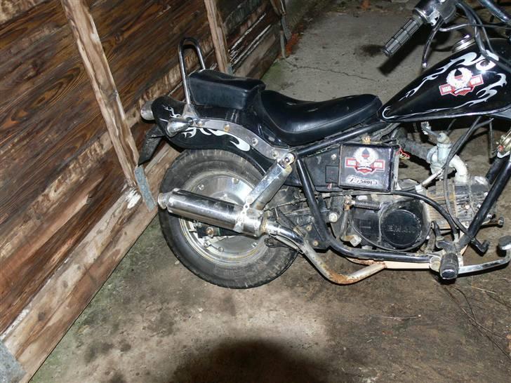 Regal raptor.solgt billede 2