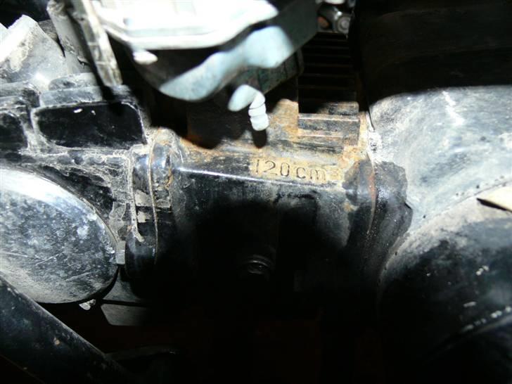 Regal raptor.solgt billede 12