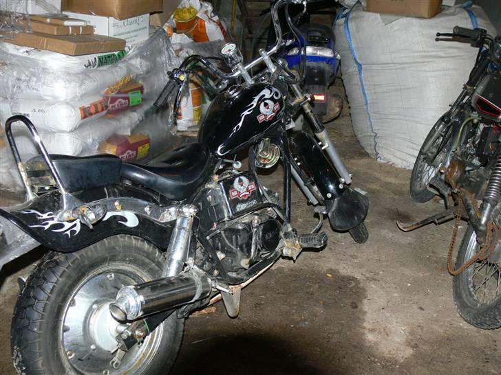 Regal raptor.solgt billede 15