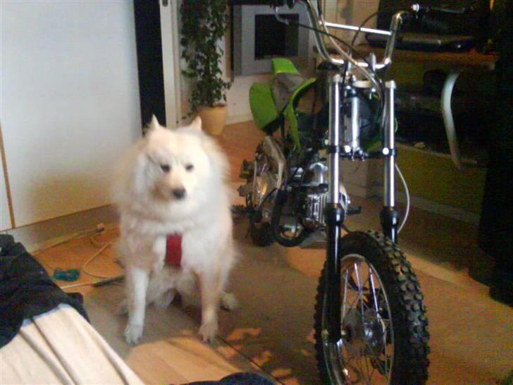 MiniBike crosser - SOLGT 2000,- - min hund og min  crosser :) billede 11