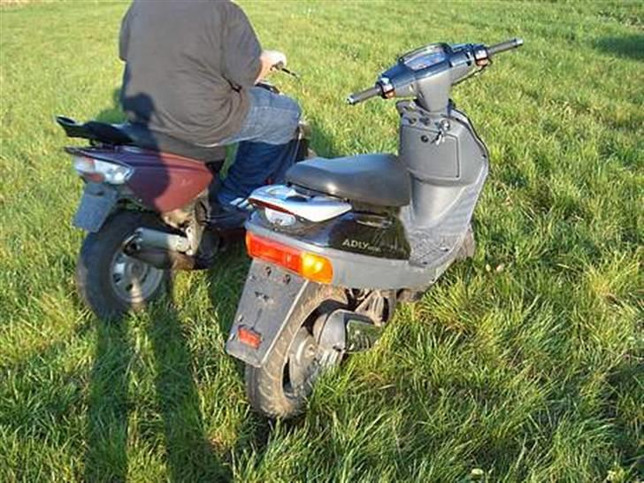 Adly Silverfox [ Solgt ] billede 6