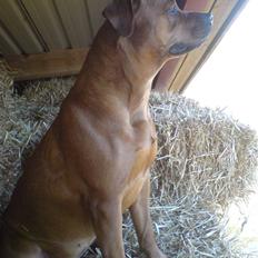 Aprilia Sonic Byttet