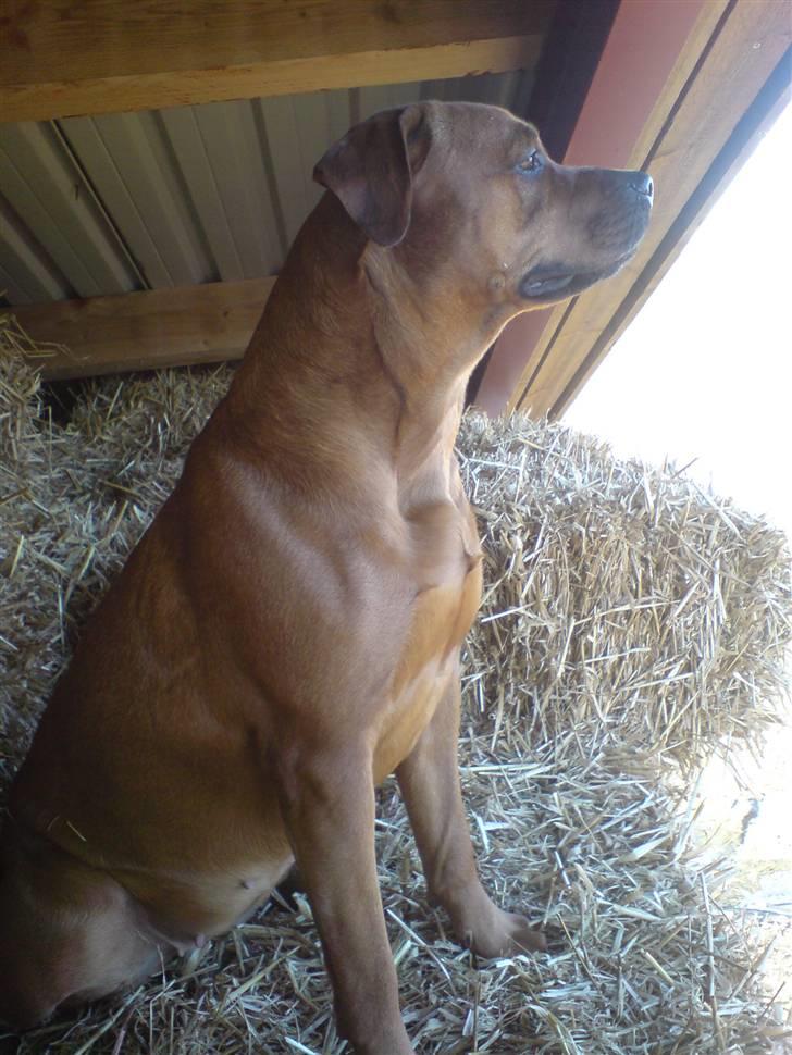 Aprilia Sonic Byttet billede 3