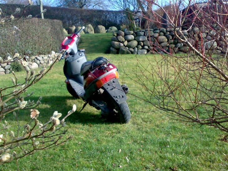 Adly Silverfox, Solgt billede 5