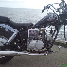 Regal Raptor Projekt