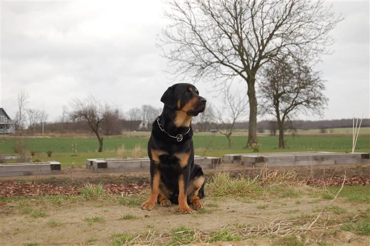 Peugeot Buxy solgt. - DAS HUND! 25% Labrador, 75% Rottweiler, Verdens dejligste :D billede 18