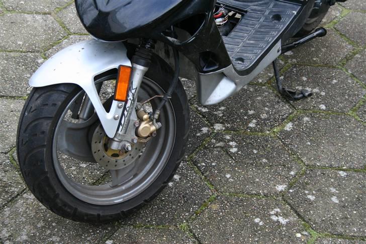 Adly Silverfox "SneakyFox" billede 10