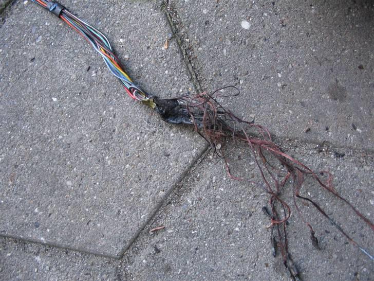 Suzuki FZ50 - Sådan ser et ledningsnet til en FZ´er når det er lettere ristet... billede 11