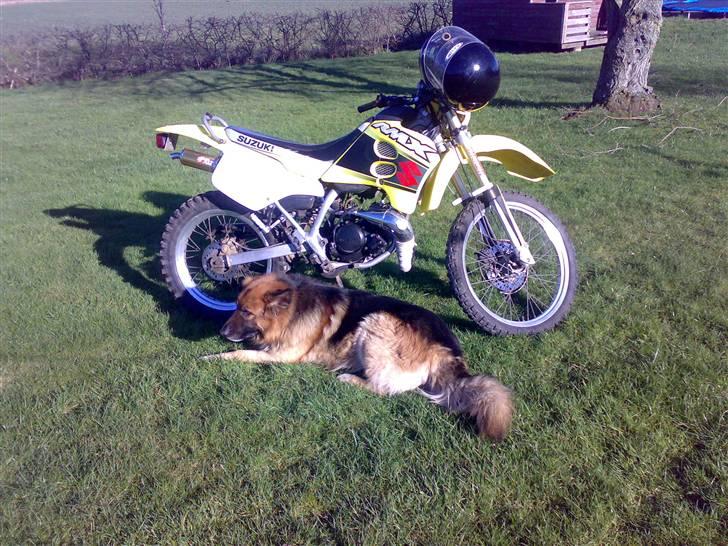 Suzuki Rmx LC Byttede - min hund og den :) billede 2