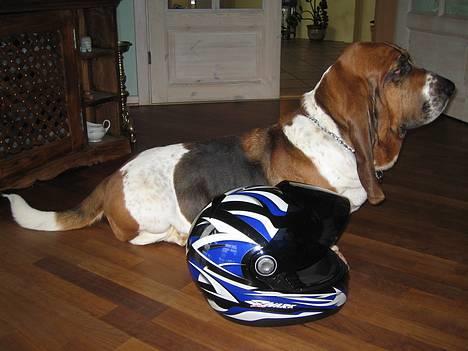 Yamaha 4 gear (solgt) - min hund og min hjelm.. billede 7