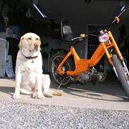 Puch Maxi K E50 ! solgt !