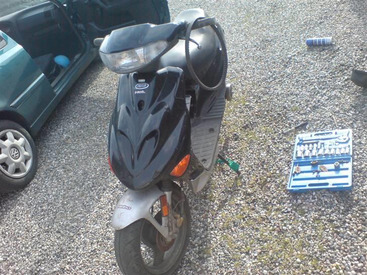 Adly Silverfox [ Solgt ] billede 9