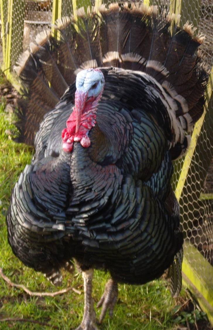 Aprilia SX50 LC DD Solgt - Vores Kalkun synes at min Aprilia er en værdi modstander omkring skønhed billede 18