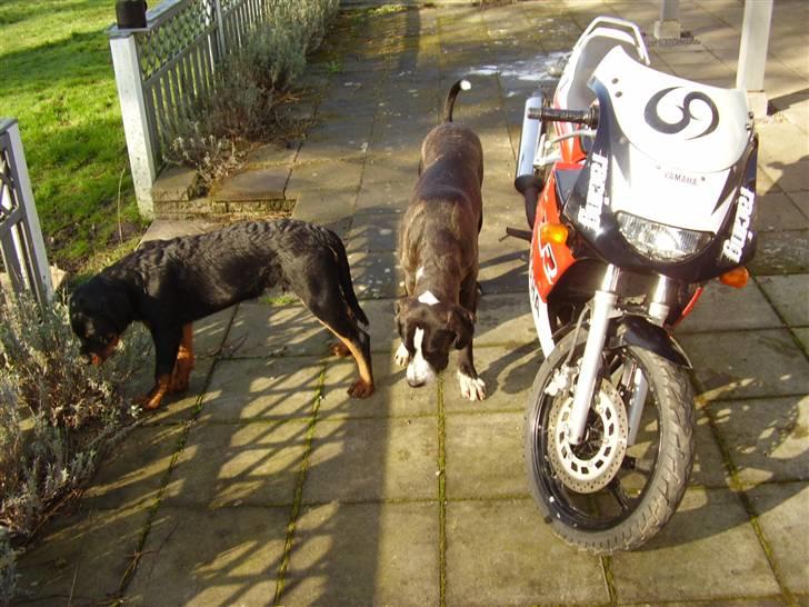 Yamaha TZR BYTTET TIL YAMAHA80CC billede 5