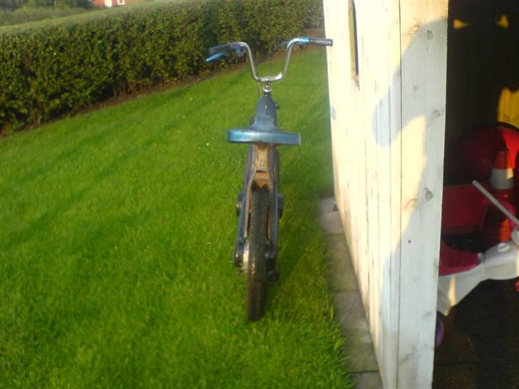 Vespa caio (Væk) billede 4