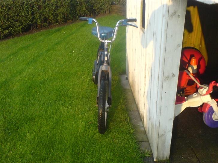 Vespa caio (Væk) billede 5