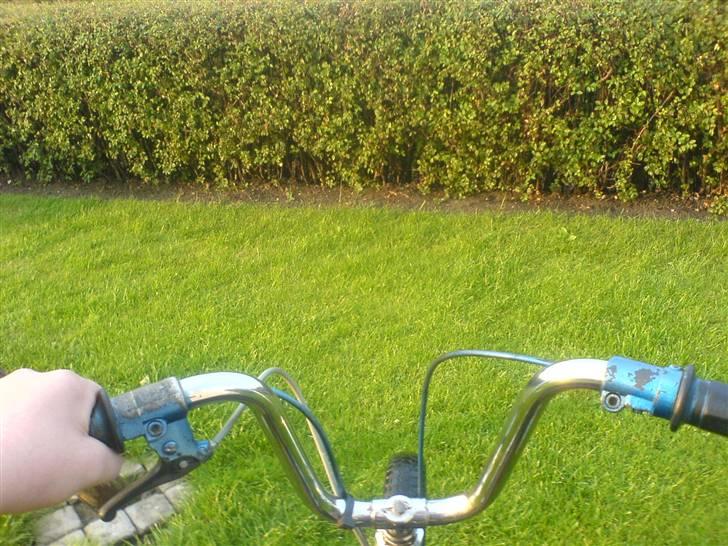 Vespa caio (Væk) billede 6