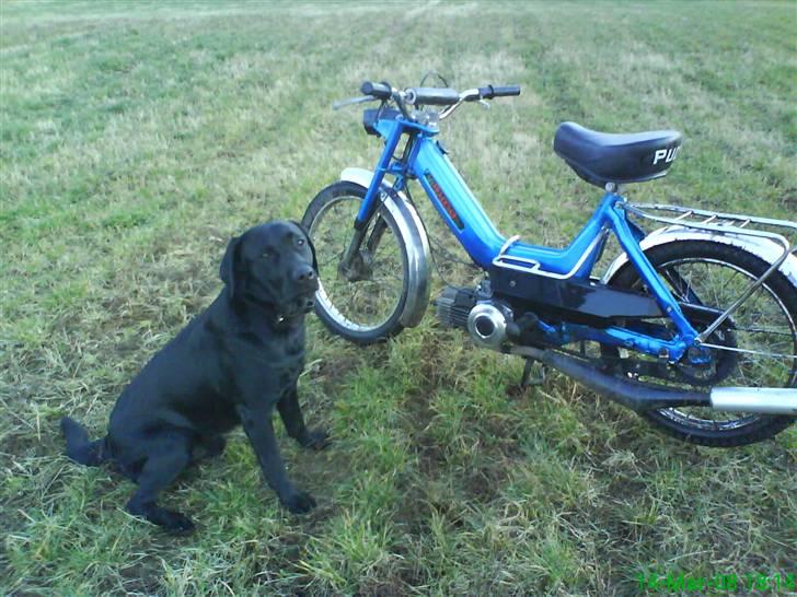 Puch maxi k - så er der sku ingen der tør tage den billede 9