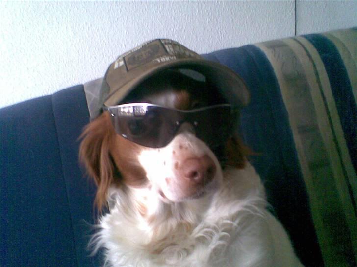 Aprilia sr 50 ditech solgt 30er - min over seje hund:P billede 6