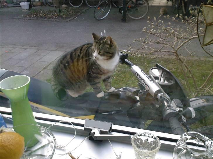 Gilera RCR solgt billede 15