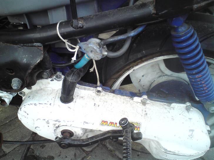 Adly Silverfox SOLGT! billede 4