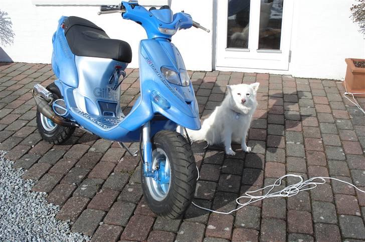 Gilera stalker solgt billede 7