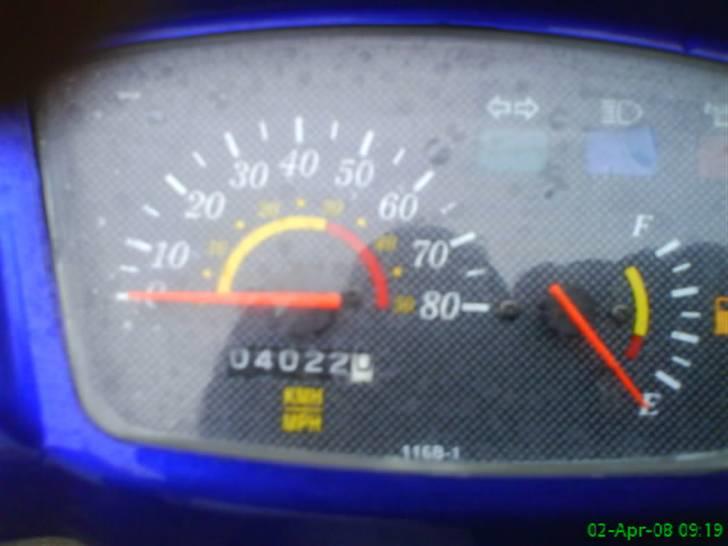 Adly silverfox solgt billede 5