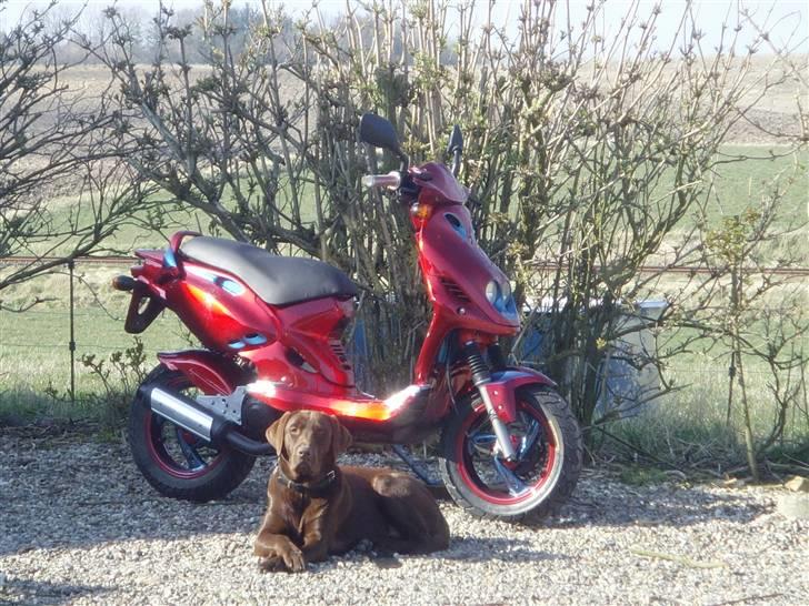 PGO pmx sports - det er godt at have en rigtig god vagthund der passer på den. billede 14