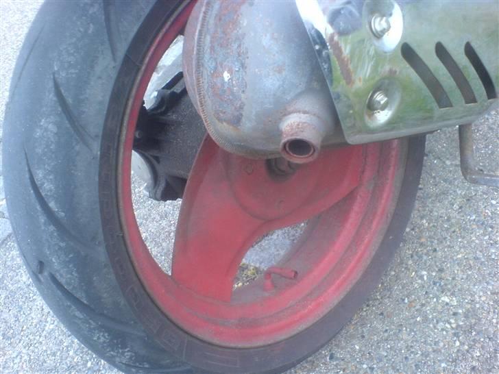 Adly silver fox TIL SALG billede 12