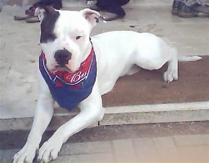 PGO Comet - Clinton... billede 2