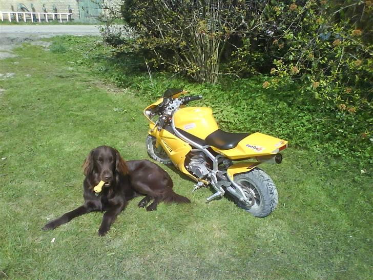 MiniBike Bike billede 2