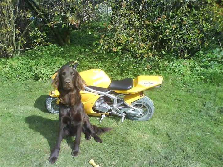 MiniBike Bike billede 3